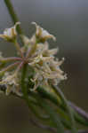 Gulf coast swallow-wort